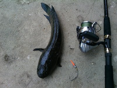 Clip: 'Cao thủ' dùng nhái làm mồi bắt cá lóc ở miền Tây