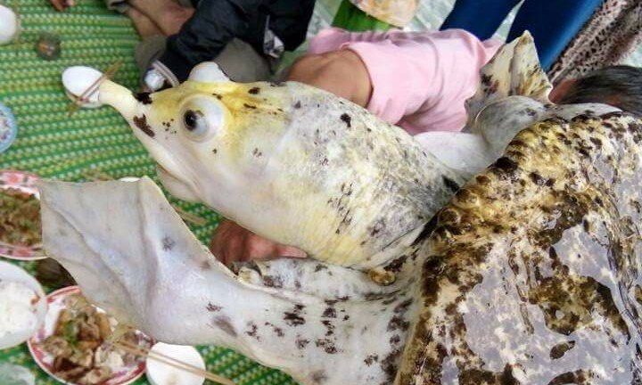 Câu được ba ba 'lạ' màu trắng ở Đắk Nông, chủ nhân rao bán 50 triệu đồng