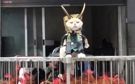 Chú mèo tên Chó tiếp tục gây sốt khi hóa siêu anh hùng bán rau