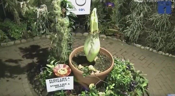 Ngàn người đổ xô đi ngắm hoa xác thối khổng lồ 10 năm nở 1 lần