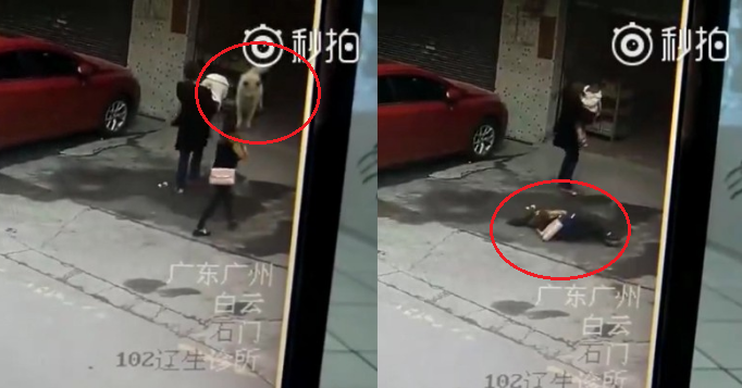 Clip: Bị chó rơi trúng đầu, cô gái bất tỉnh, gãy 3 đốt sống cổ