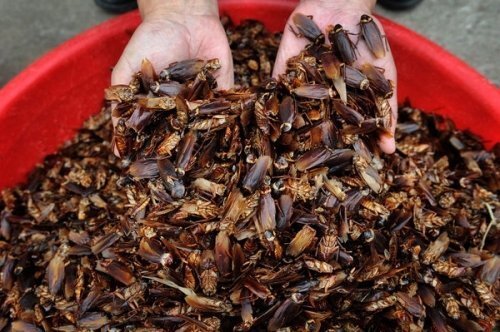 Ăn gián chữa bệnh: Công dụng ít người biết từ loài gián