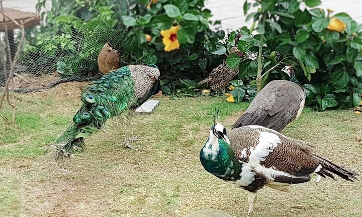 Nghỉ lễ 30/4 – 1/5, tới khám phá vườn chim nhiệt đới rực rỡ tại FLC Sầm Sơn