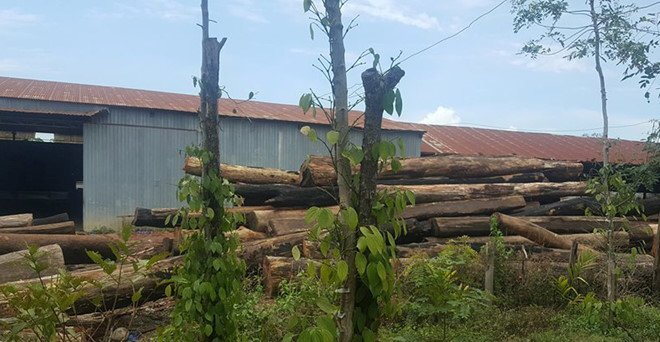 Lượng gỗ quý trong xưởng của Phượng 'râu' lên tới 300m3