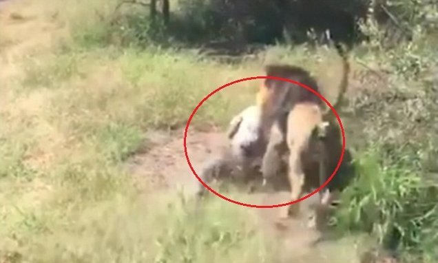 Clip: Sư tử hung hăng ngoạm lưng, kéo lê ông chủ công viên hoang dã