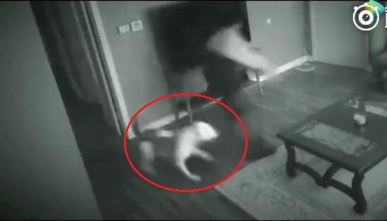 Xôn xao clip trộm đột nhập nhà cô gái, bị chó lao ra cắn tơi tả