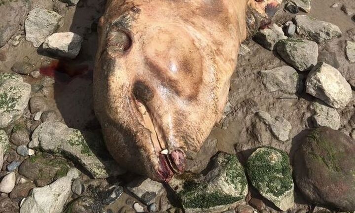 Bí ẩn ‘quái vật tiền sử’ mình đầy gai nhọn xuất hiện trên bờ sông ở Anh