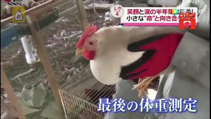 Kỳ lạ khóa học dạy học sinh nuôi gà rồi giết thịt ở Nhật Bản