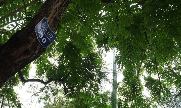 Video: Những cây sưa đỏ tiền tỷ trước ngày di dời để xây ga ngầm ở Hà Nội
