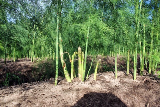 Video: Xem nông dân chăm sóc măng tây qua điện thoại thu 7 triệu đồng/ngày