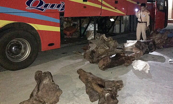 Ô tô khách vận chuyển hơn 800 kg gỗ lậu nghi gỗ trắc trong đêm