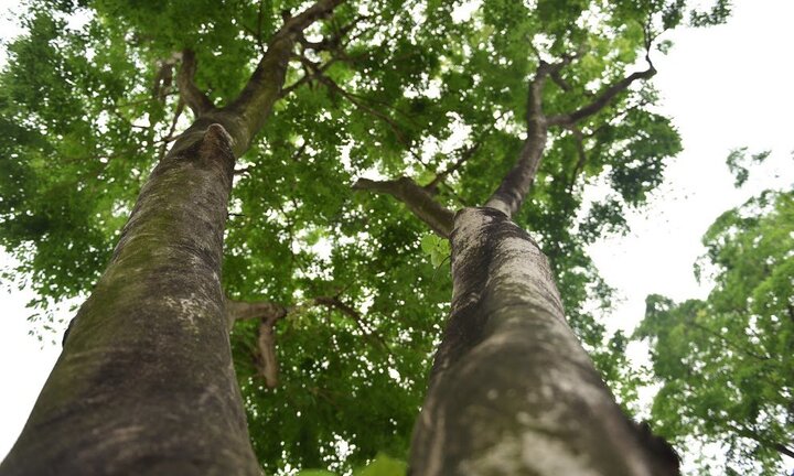 Thi công tuyến Metro ở Hà Nội: Di dời, chặt hạ 171 cây xanh