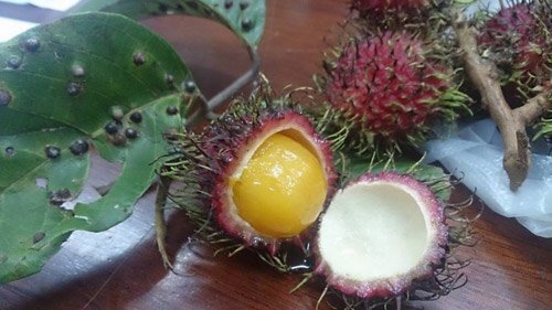 Lợi ích bất ngờ khi ăn quả chôm chôm có thể bạn chưa biết