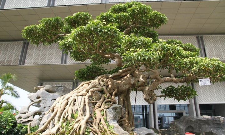 Video: Chiêm ngưỡng bộ đôi cây sanh cổ trăm năm, giá chục tỷ đồng ở Hà Nội