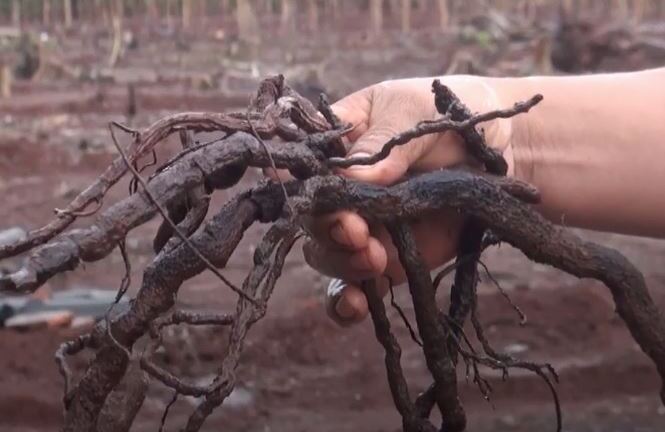 Đồng Nai cảnh báo việc Trung Quốc thu mua rễ hồ tiêu