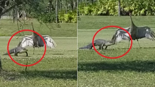 Clip: Sếu trống cả gan chặn cá sấu trên sân golf và lý do khiến ai cũng cảm động