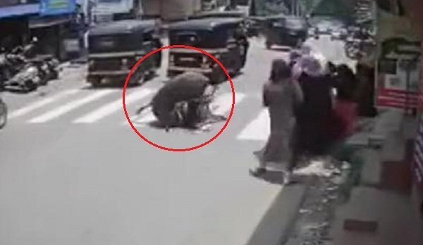 Clip: Trâu 'điên' hung hăng vật ngã phụ nữ trên phố