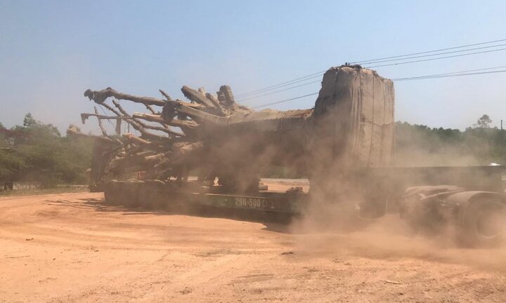 Lãnh đạo Sở GTVT hiến kế 'giải cứu' 3 cây đa khổng lồ