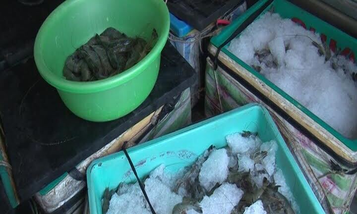 Phát hiện 320kg tôm bơm tạp chất suýt lên bàn ăn