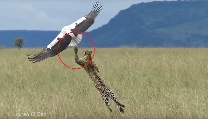 Clip: Cò phản xạ cực nhanh, thoát cú vồ chết chóc của báo đốm trong gang tấc