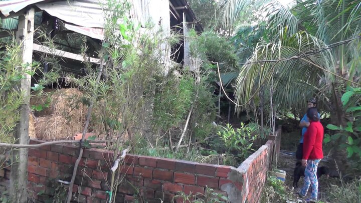 Phát hiện hộ dân trồng cần sa tại Sóc Trăng