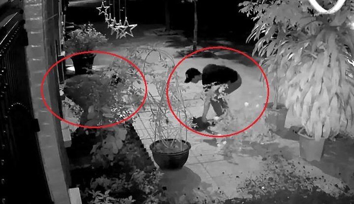 Clip: 'Quý ông' đi ô tô, nhổ trộm 2 cây hoa hồng của nhà dân lúc rạng sáng