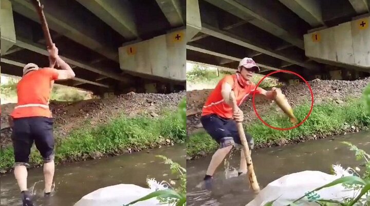 Clip: Lác mắt xem bắt cá bằng gậy dễ như bỡn