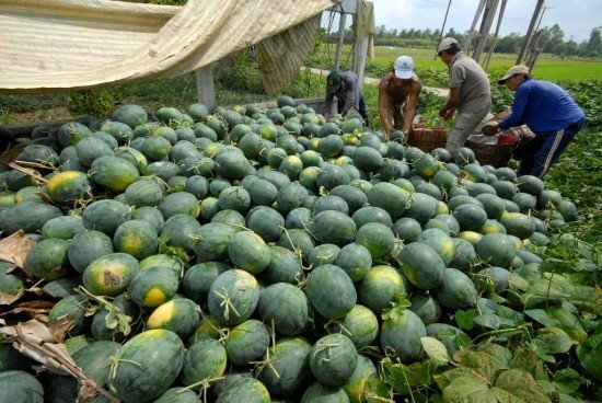 Nông dân bán dưa hấu 1.000 đồng/kg vẫn ế, vào siêu thị giá 20.000 đồng/kg
