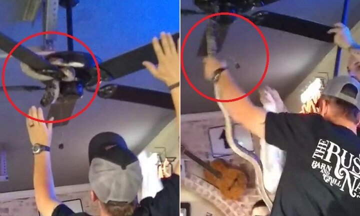 Clip: Thanh niên tay không bắt rắn trên quạt trần, đám đông hú hét kinh hãi