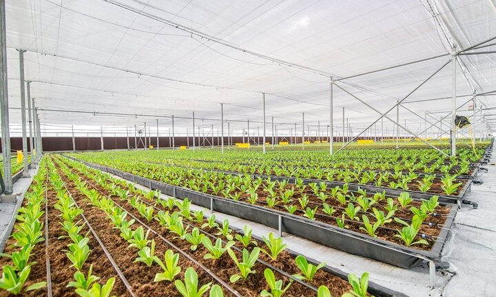 Khám phá nông nghiệp hàng đầu thế giới bên trong VinEco Nam Hội An