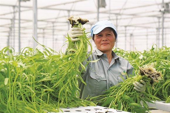 Ứng dụng nano trong nông nghiệp góp phần nâng cao năng suất