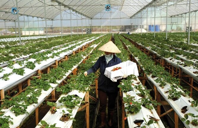 SmartAgri - ứng dụng quản lý nông nghiệp thông minh