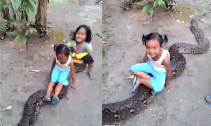 Clip: Rùng mình bố mẹ để 2 con gái cưỡi trăn khổng lồ