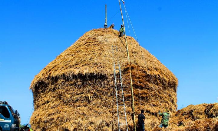 Cây rơm cao 30m trị giá nửa tỷ đồng ở Quảng Ngãi