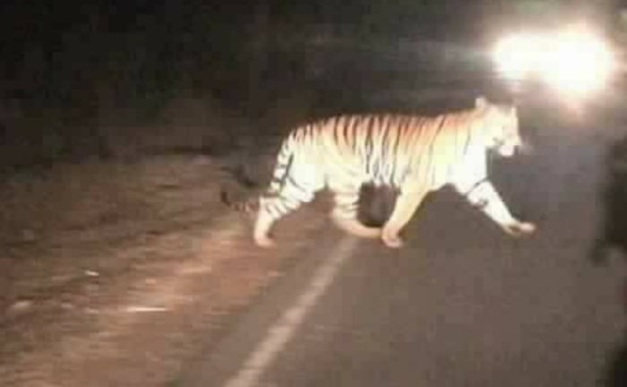 Hổ xuất hiện gần khu dân cư