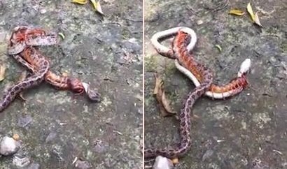 Clip: Nghẹt thở xem rắn độc tử chiến với rết khổng lồ