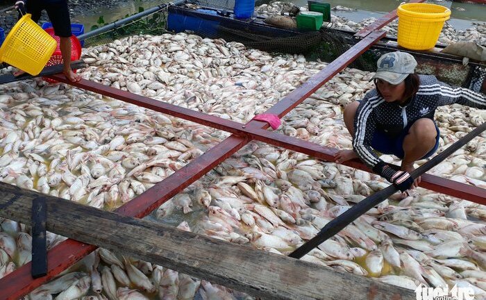 Nguyên nhân ban đầu khiến cá chết trắng trên sông La Ngà, Đồng Nai
