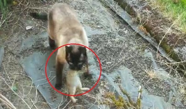 Clip: Vừa thoát vuốt mèo, thỏ con lập tức bị cú đói ăn thịt