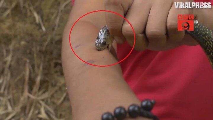 'Dị nhân' có sở thích cho rắn độc cắn, tự tiêm nọc rắn vào cơ thể