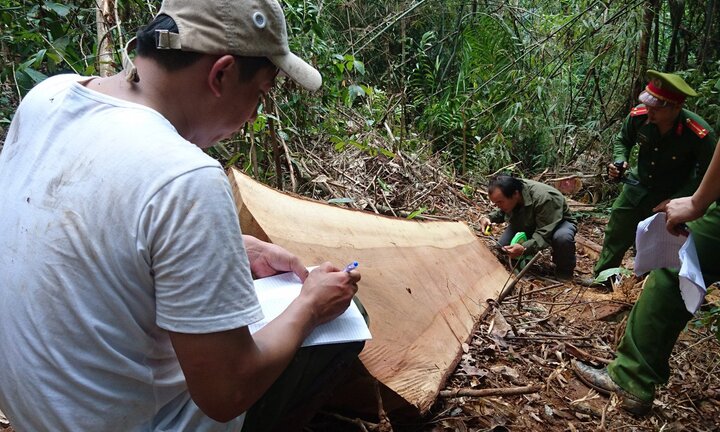 Ông trùm gỗ lậu 'Hà đen' lĩnh 6 năm tù
