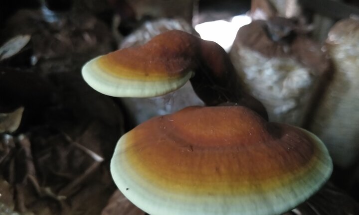 Chết lặng vì trồng tiêu, 'lén lút' trồng nấm mỗi năm thu nửa tỷ đồng