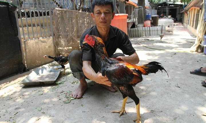 Video: Bên trong trang trại gà chọi tiền tỷ giữa thủ đô