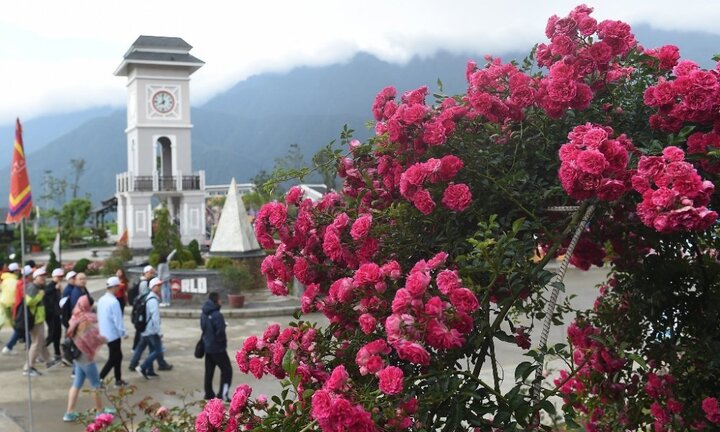 Đẹp như chốn hoa nở trong sương Sun World Fansipan Legend