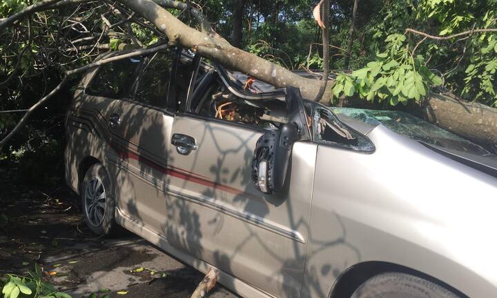 Cây xanh cao hàng chục mét đè bẹp ô tô 7 chỗ, tài xế thoát chết thần kỳ