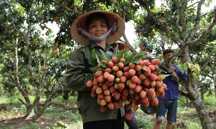 Video: Nông dân Bắc Giang đu cây thu hoạch vải chín sớm