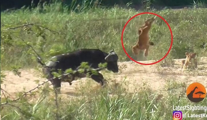 Clip: Trâu rừng dũng mãnh húc bay sư tử, cứu mạng thằn lằn