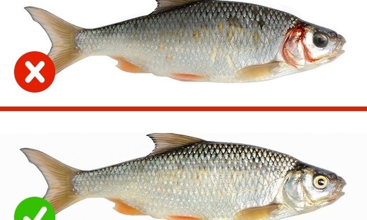 Dấu hiệu phân biệt cá tươi và cá ươn, tránh ăn phải cá ươn thối