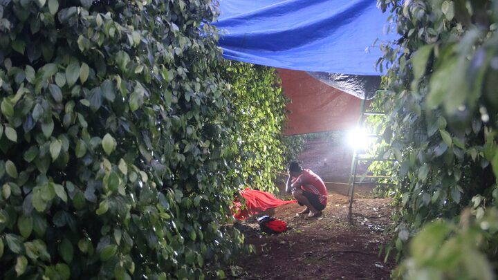 Người đàn ông chết bất thường khi vào rẫy tiêu phun thuốc trừ sâu