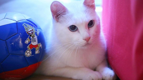 'Tiên tri mèo' của Nga phán gì về World Cup 2018?