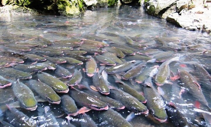 Giải mã chuyện chưa biết về loài cá khiến toàn dân miền tây Thanh Hóa coi trọng như thần